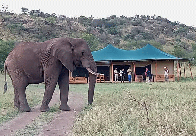 Robin Safari Camp Serengeti National Park | Prices & Activities