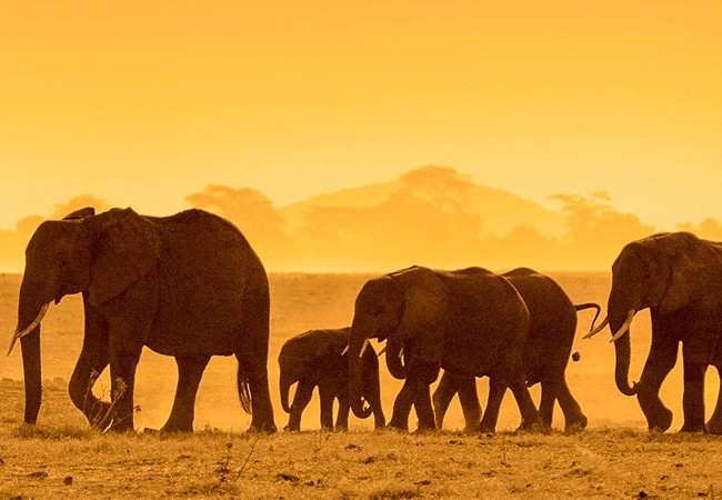 Robin Safari Camp Serengeti National Park | Prices & Activities