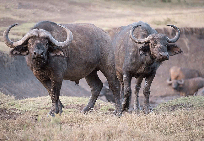 solio-game-reserve-african-cape-buffalo Solio Game Reserve