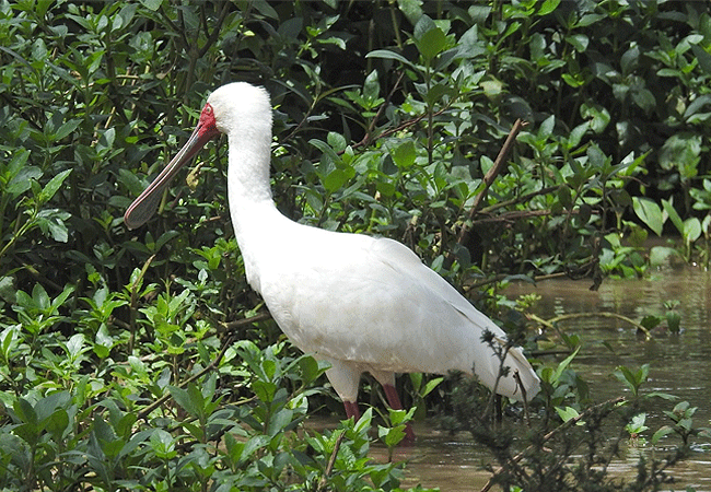 solio-game-reserve-african-spoonbill Solio Game Reserve