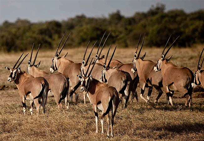 solio-game-reserve-beisa-oryx Solio Game Reserve