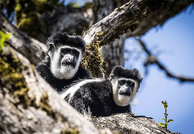 solio-game-reserve-black-and-white-colobus-monkeys Solio Game Reserve
