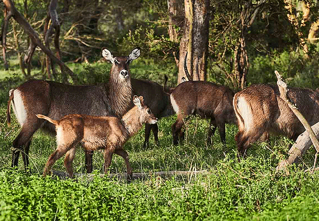 solio-game-reserve-common-waterbuck Solio Game Reserve
