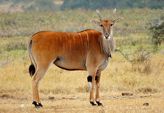 solio-game-reserve-eland Solio Game Reserve