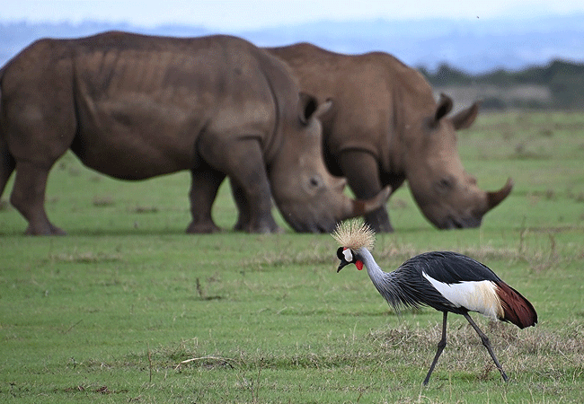 solio-game-reserve-grey-crowned-crane Solio Game Reserve