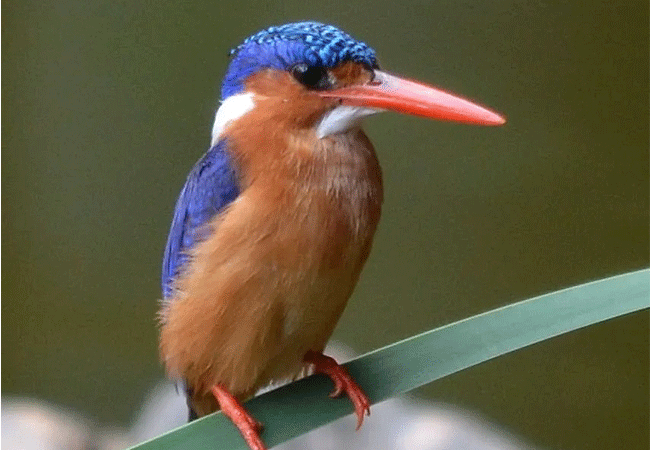 solio-game-reserve-imalachite-kingfisher Solio Game Reserve