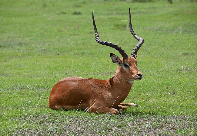 solio-game-reserve-impala Solio Game Reserve