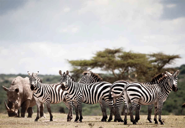 solio-game-reserve-is-home-to-a-large-population-of-plains-zebras Solio Game Reserve