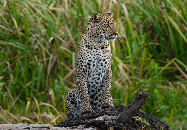 solio-game-reserve-leopard Solio Game Reserve
