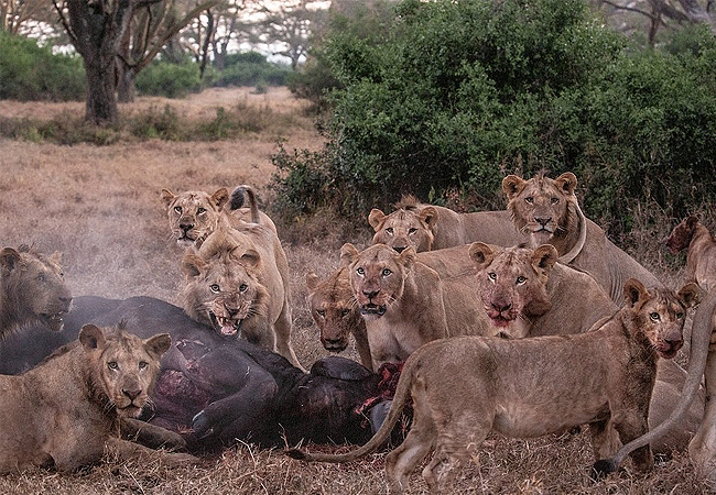 solio-game-reserve-lions-with-buffalo-kill Solio Game Reserve