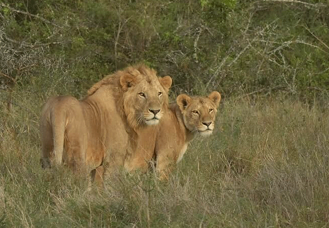 solio-game-reserve-lions Solio Game Reserve