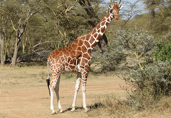 solio-game-reserve-reticulated-giraffe Solio Game Reserve