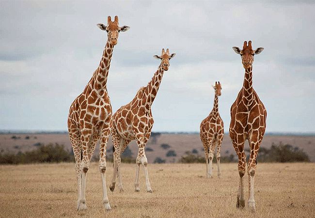 solio-game-reserve-reticulated-giraffes Solio Game Reserve