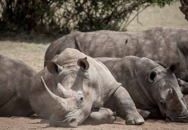 solio-game-reserve-solio-game-drive-resting-rhinos Solio Game Reserve