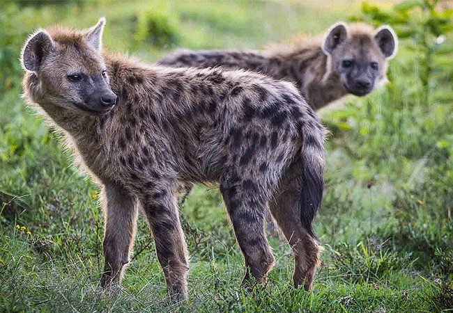 solio-game-reserve-spotted-hyena Solio Game Reserve