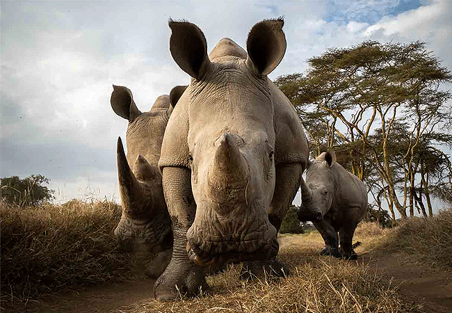 solio-game-reserve-white-rhino Solio Game Reserve