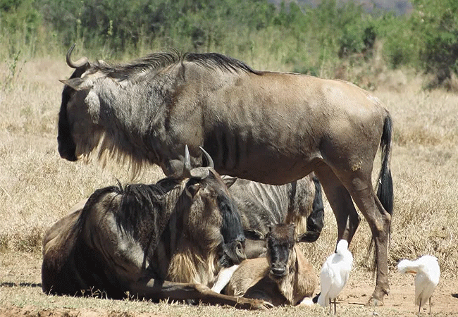 solio-game-reserve-wildebeest Solio Game Reserve