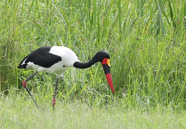 solio-game-reserve-yellow-billed-stork Solio Game Reserve
