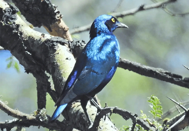 splendid-starling-bird Solio Game Reserve