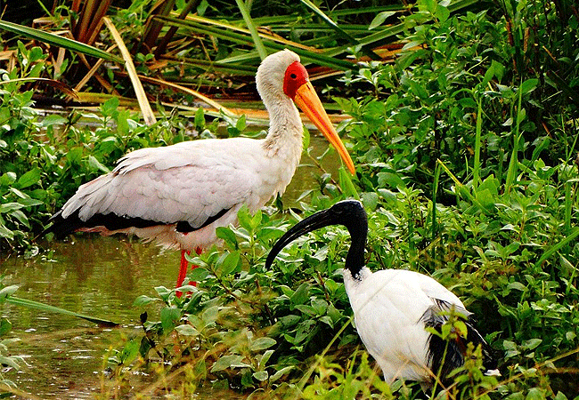 yello-billed-stork-and-sacred ibis Solio Game Reserve