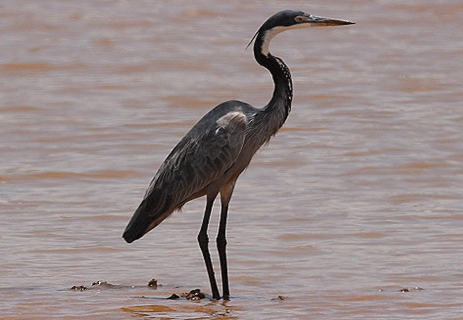 Galana Wildlife Conservancy