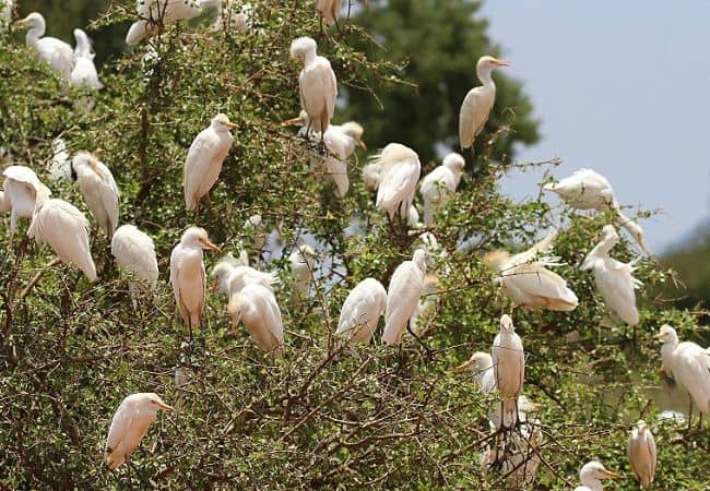 Galana Wildlife Conservancy