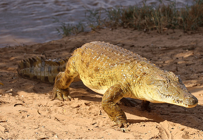 Galana Wildlife Conservancy