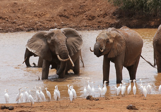 Galana Wildlife Conservancy