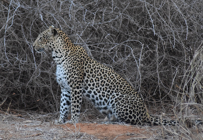 Galana Wildlife Conservancy