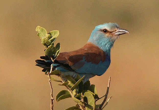 Galana Wildlife Conservancy