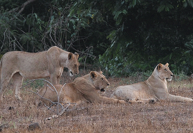 Galana Wildlife Conservancy