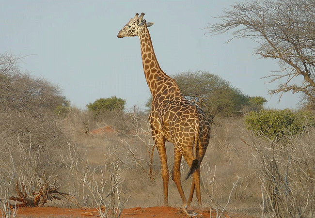 Galana Wildlife Conservancy