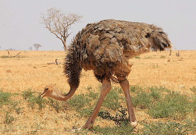 Galana Wildlife Conservancy