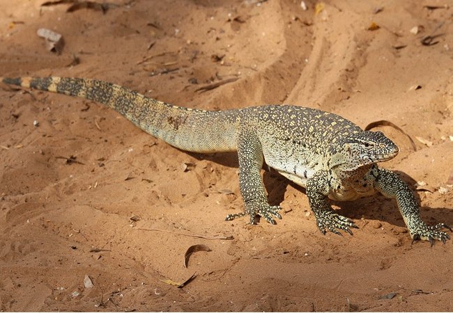 Galana Wildlife Conservancy