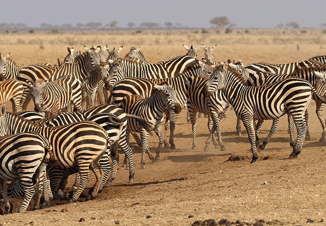 Galana Wildlife Conservancy