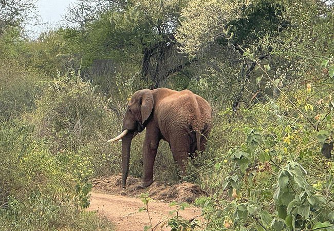 mwea-national-reserve-african-elephant Mwea National Reserve Kenya