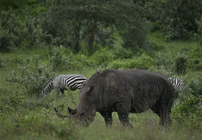 mwea-national-reserve-black-rhino Mwea National Reserve Kenya