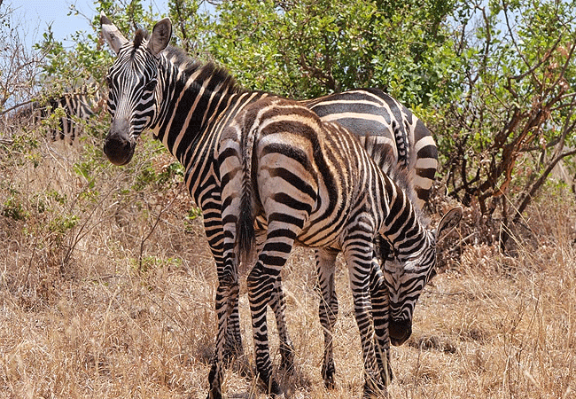 mwea-national-reserve-common-zebras Mwea National Reserve Kenya