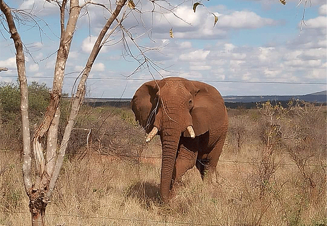 mwea-national-reserve-elephant Mwea National Reserve Kenya Safaris