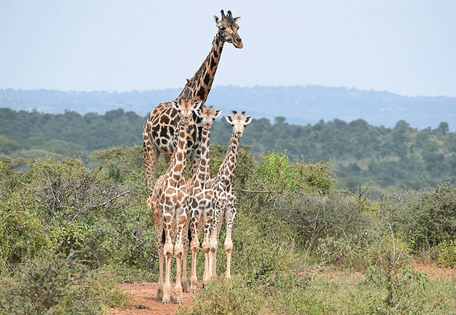 mwea-national-reserve-giraffes Mwea National Reserve Kenya Safaris
