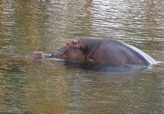 mwea-national-reserve-hippos-and-crocodiles-are-found-in-the-dams-and-rivers-in-the-reserve Mwea National Reserve Kenya Safaris