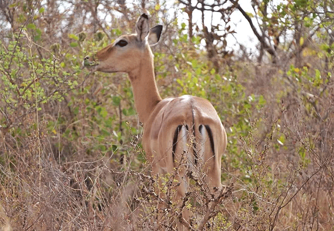 mwea-national-reserve-impala Mwea National Reserve Kenya