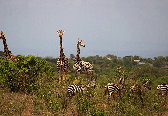 mwea-national-reserve-kenya-giraffes-and-zebras Mwea National Reserve Kenya Safaris