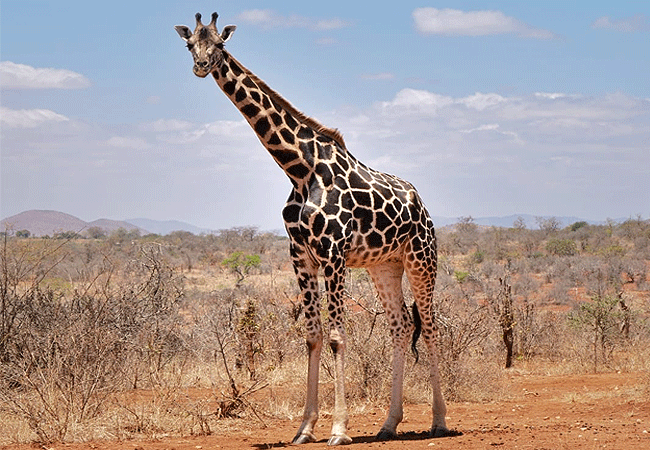 mwea-national-reserve-kenya-rothschilds-giraffe Mwea National Reserve Kenya Safaris