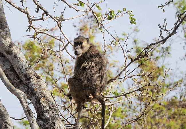 mwea-national-reserve-yellow-baboon Mwea National Reserve Kenya Safaris