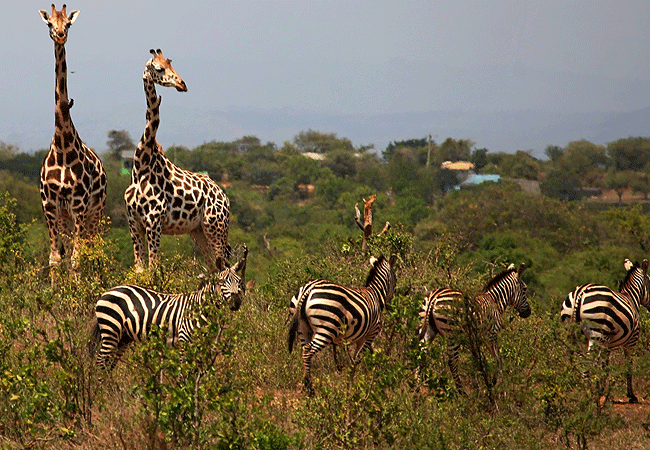 mwea-national-reserve-zebras-and-giraffes Mwea National Reserve Kenya