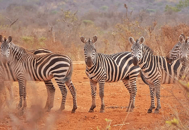 mwea-national-reserve-zebras Mwea National Reserve Kenya Safaris