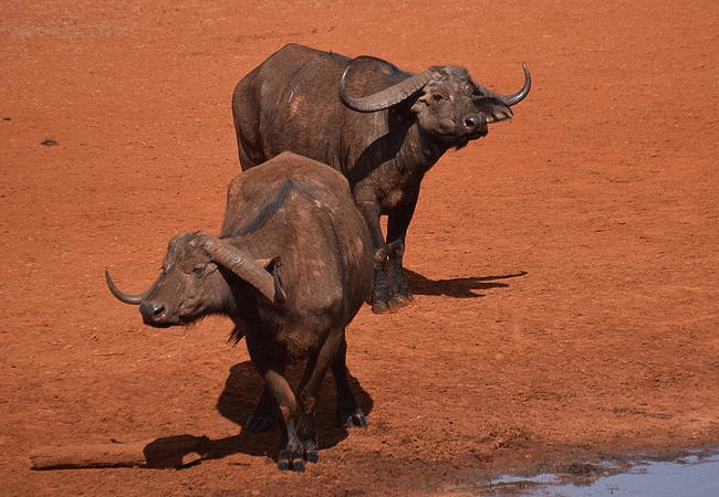 ngutuni-wildlife-conservancy-buffalos Ngutuni Wildlife Conservancy
