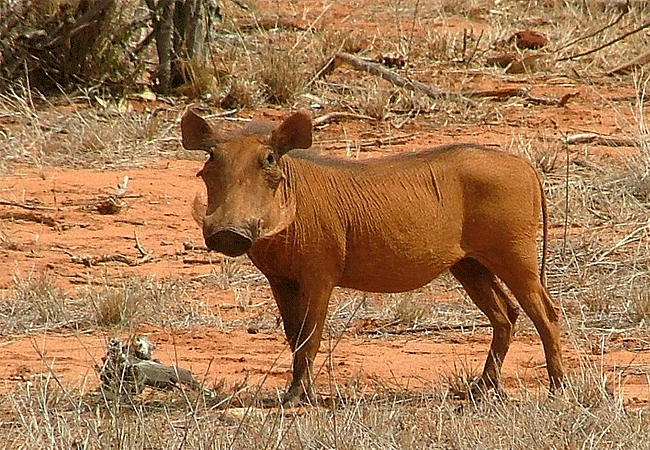 ngutuni-wildlife-conservancy-common-warthog Ngutuni Wildlife Conservancy