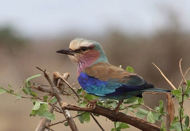 ngutuni-wildlife-conservancy-lilac-breasted roller Ngutuni Wildlife Conservancy